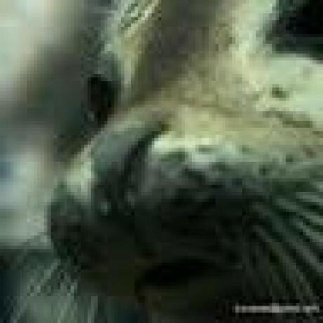 suruseas profile