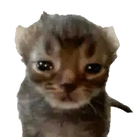 sad cat