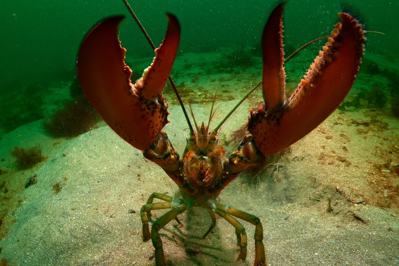 A lobster standing on the bottom of the ocean with its claws raised as it looks at the camra